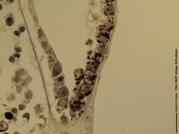 V002b 100x.JPG
